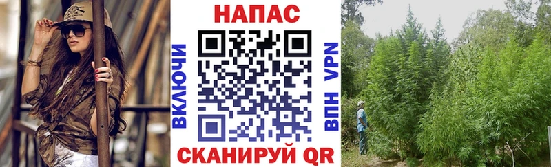 Канабис сатива  Камбарка 